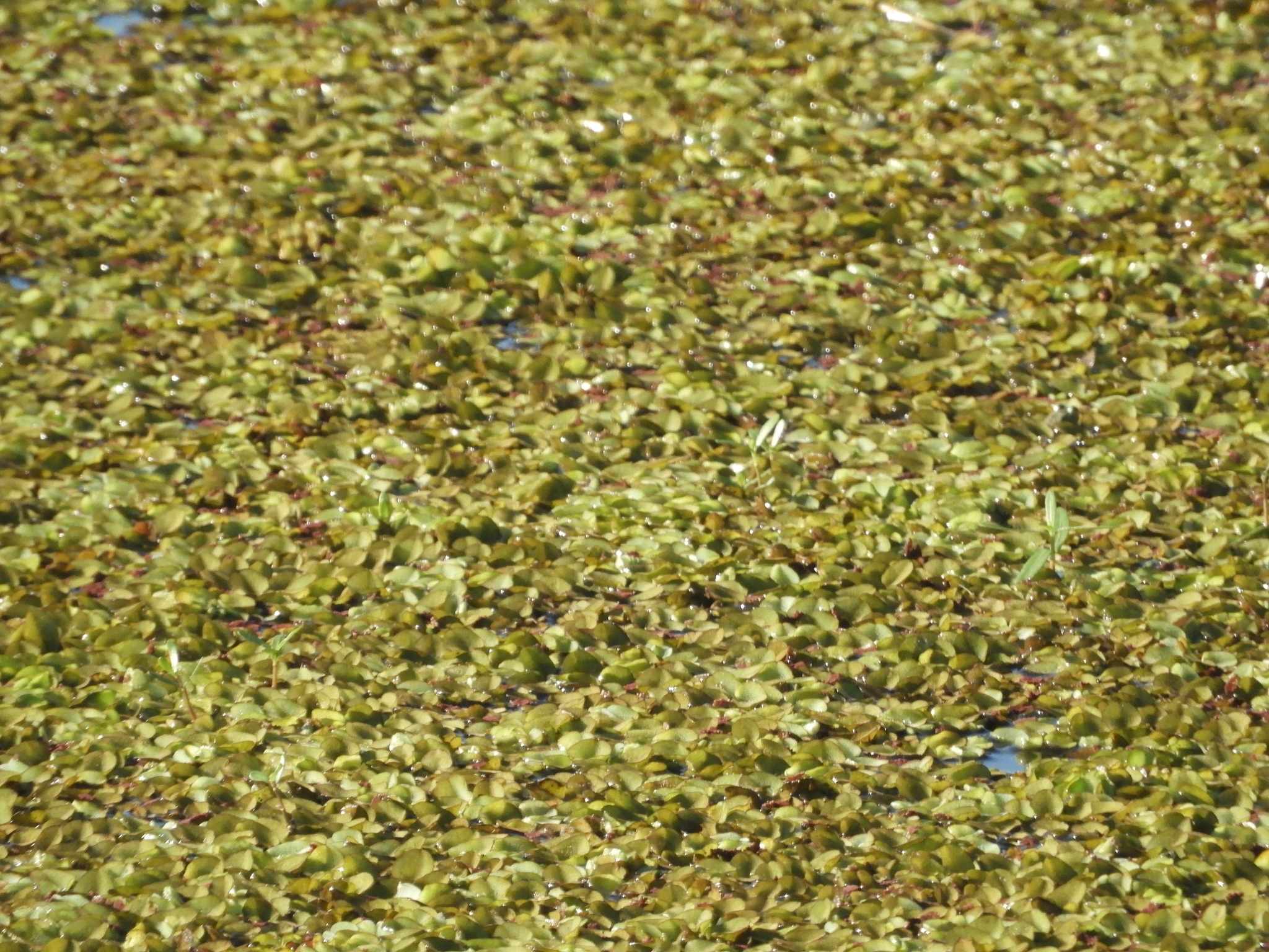 Salvinia molesta