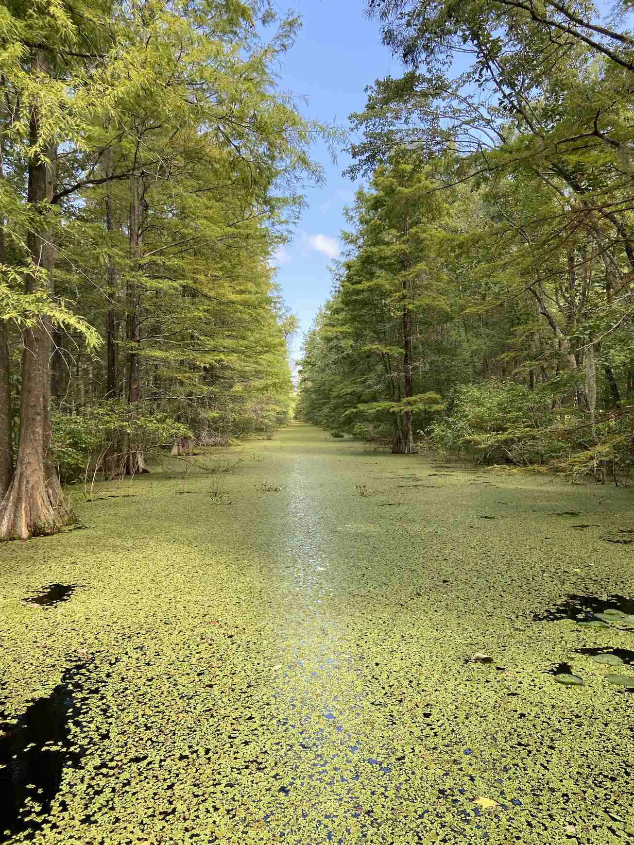 Salvinia molesta