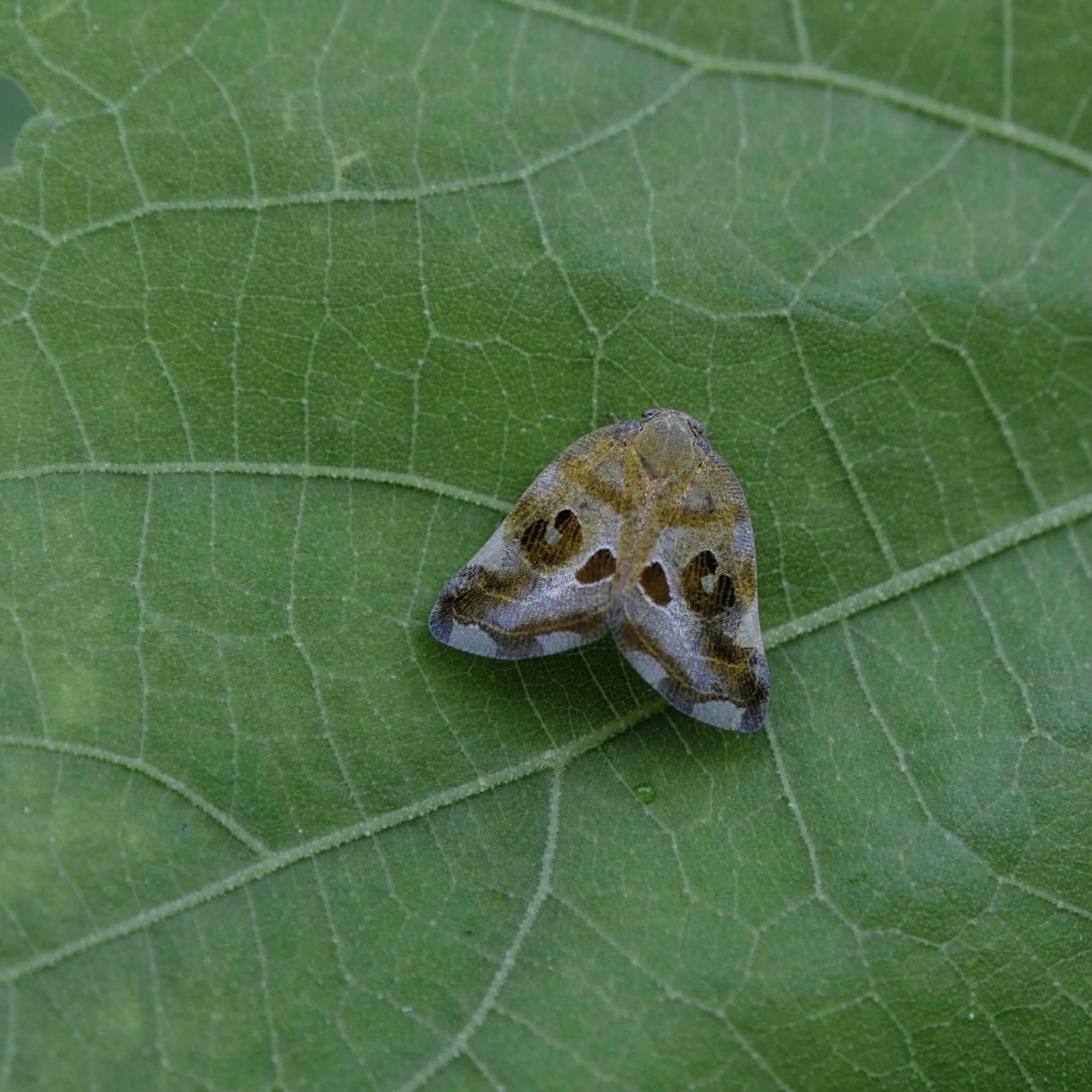 Pochazia guttifera