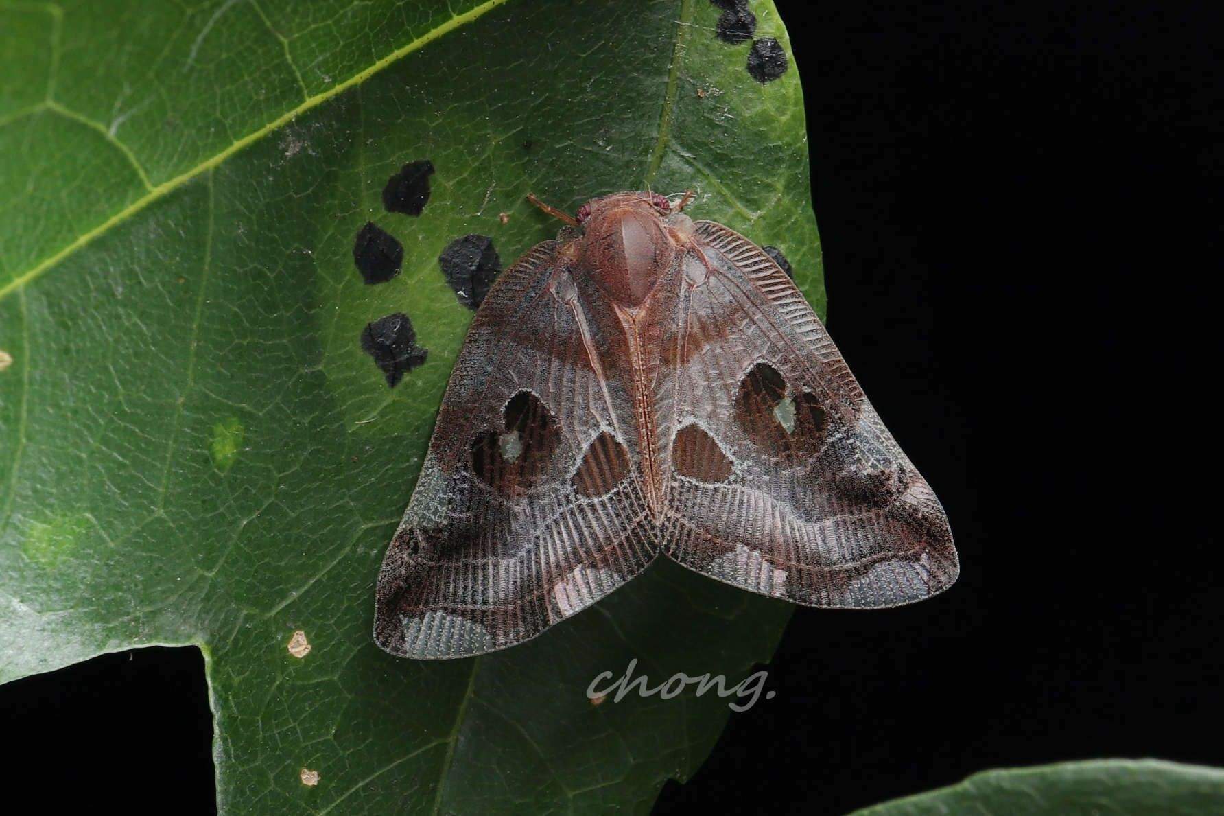 Pochazia guttifera