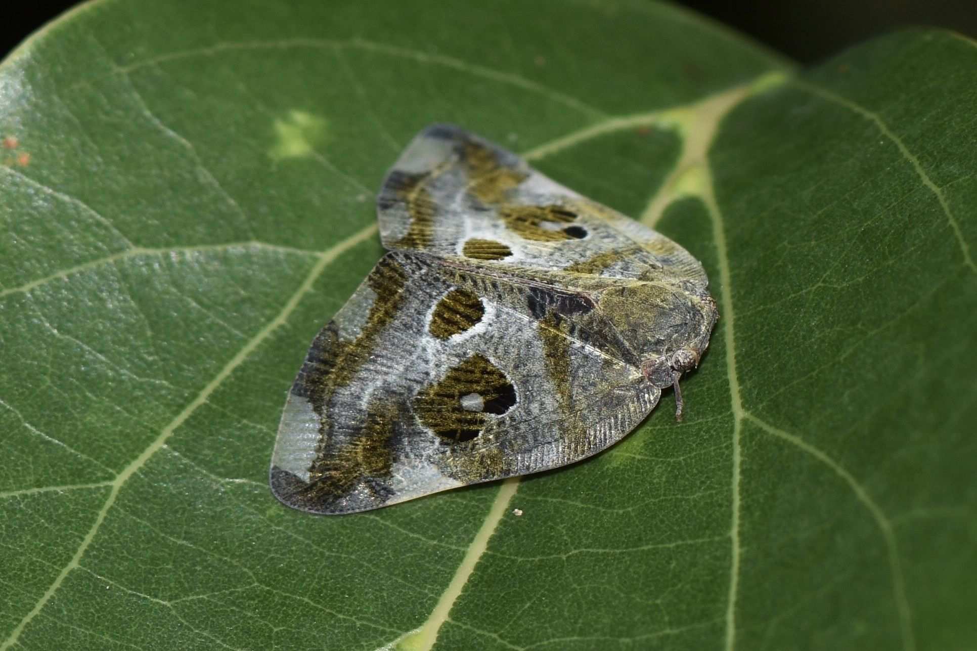 Pochazia guttifera