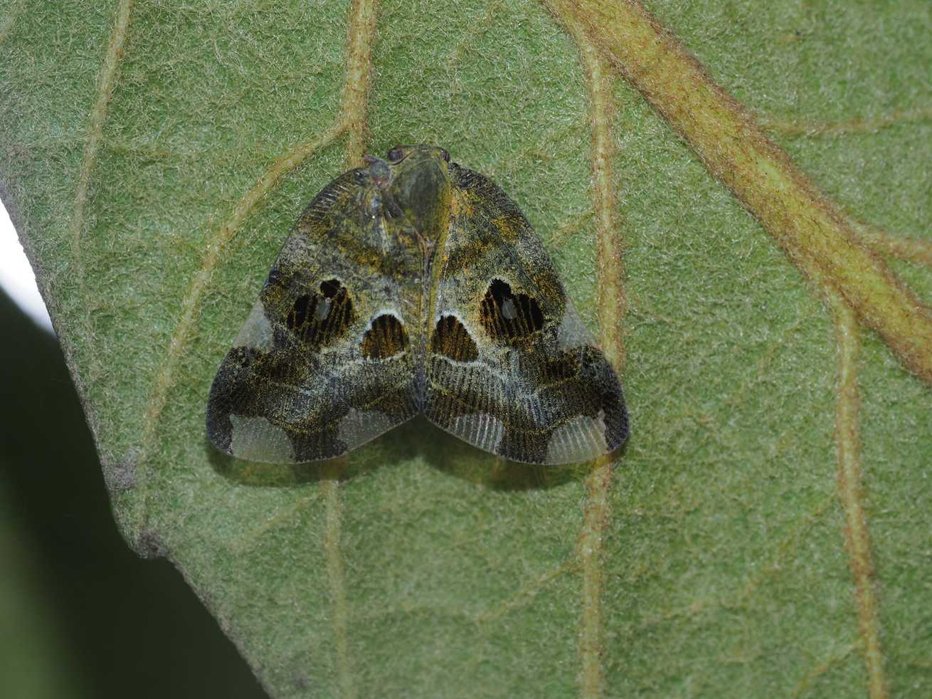 Pochazia guttifera