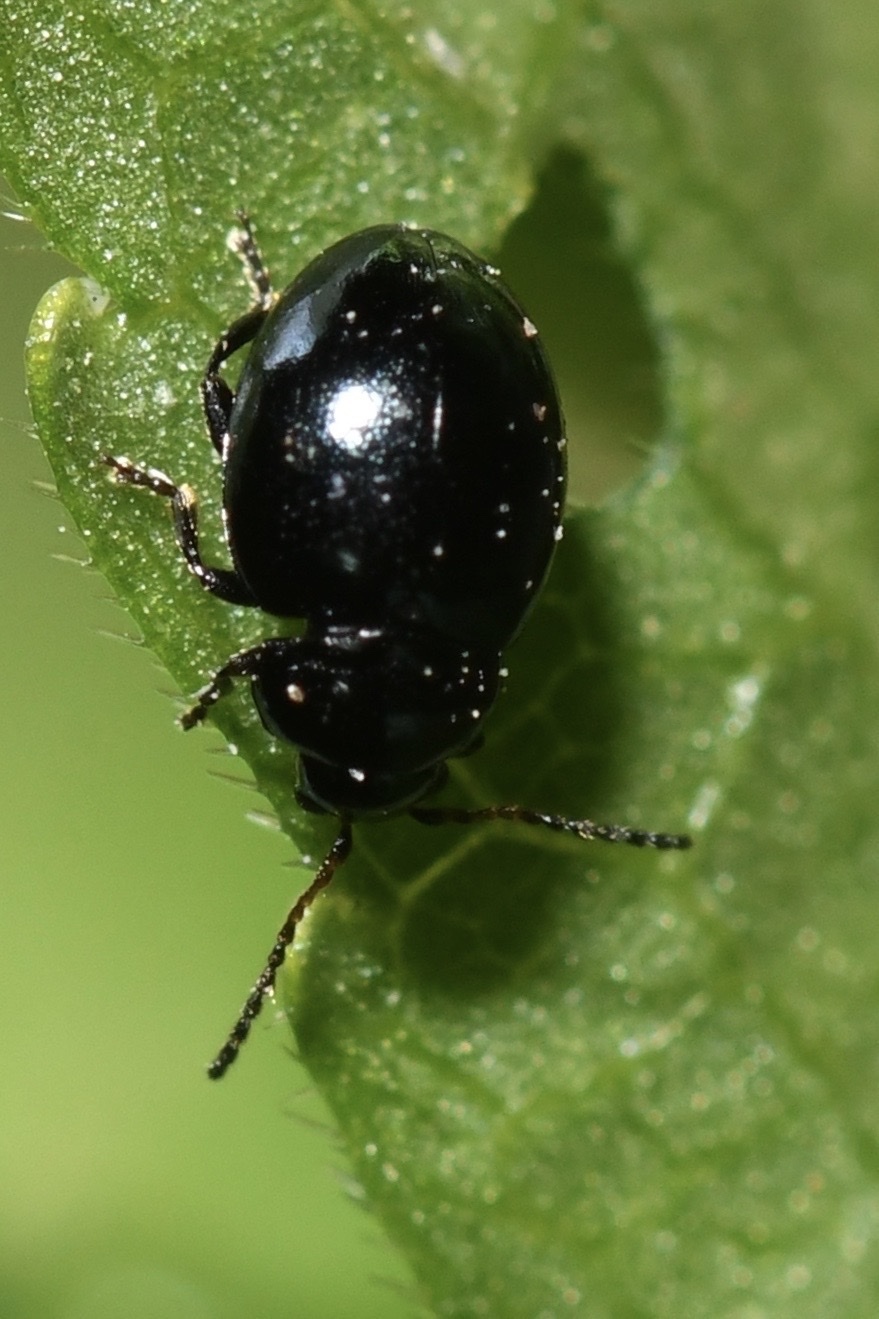 Hermaeophaga