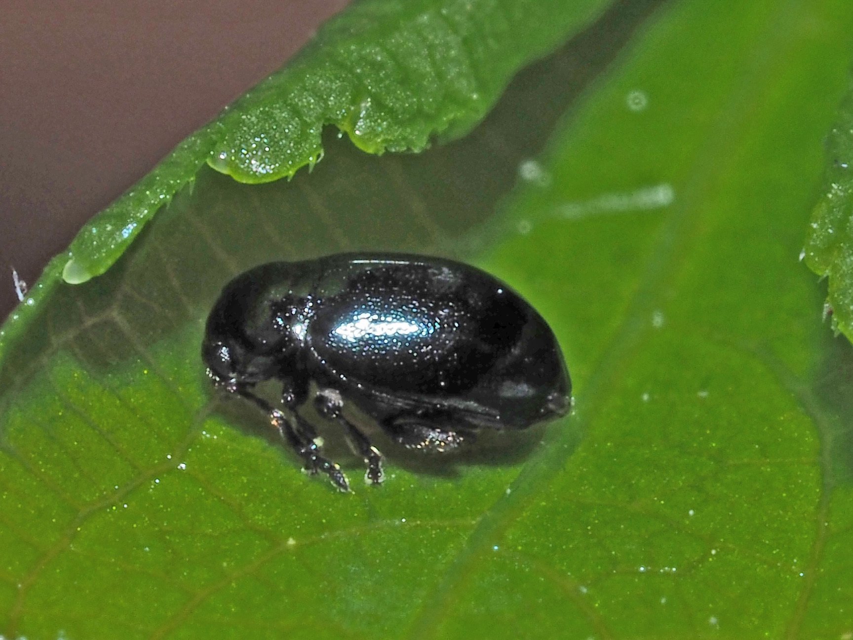 Hermaeophaga