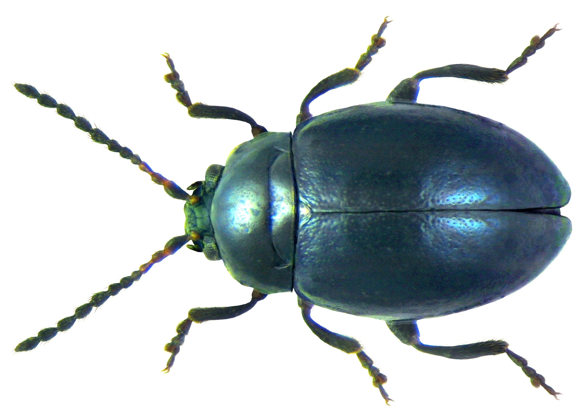 Hermaeophaga