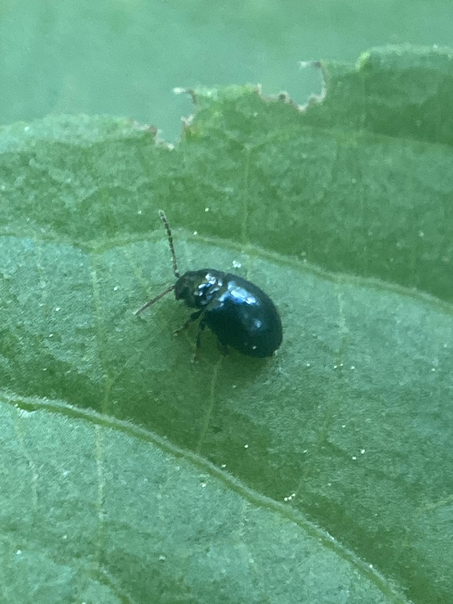 Hermaeophaga