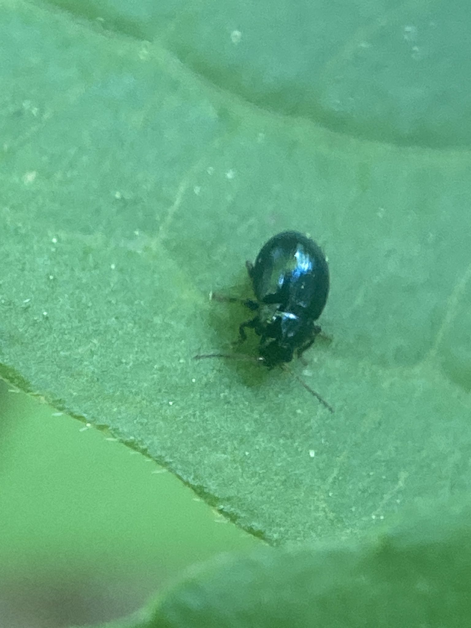 Hermaeophaga