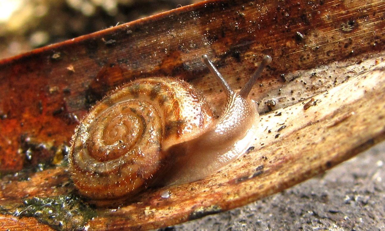 Trichodiscina