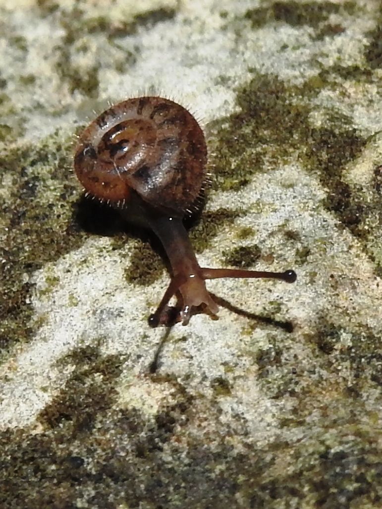 Trichodiscina