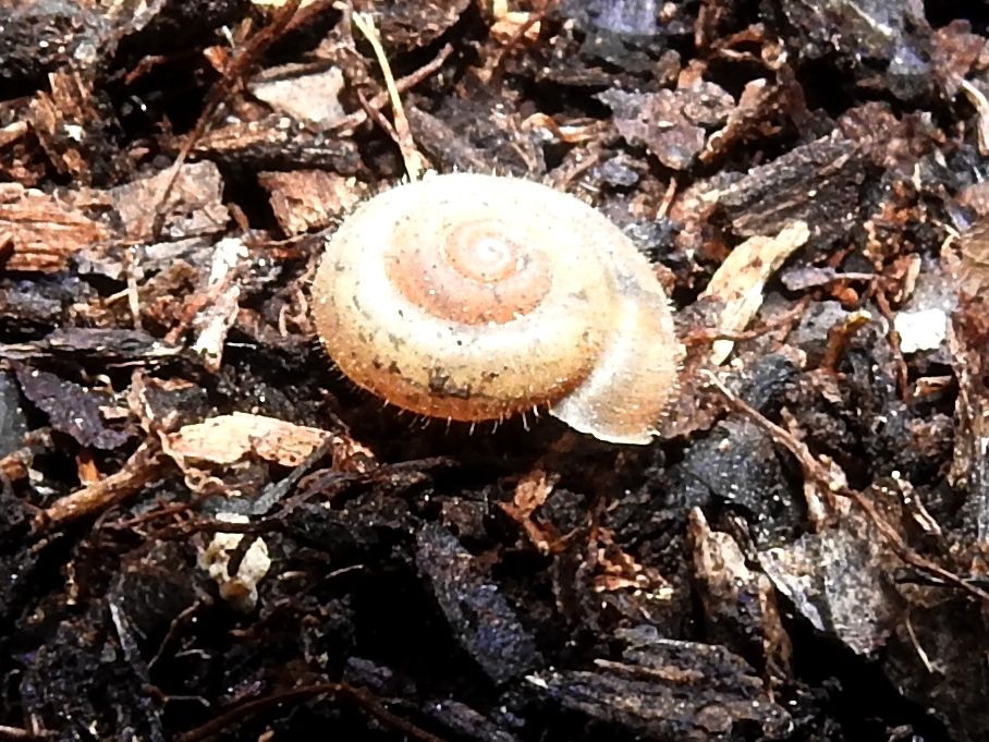 Trichodiscina