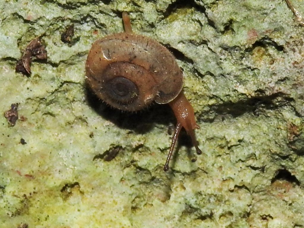 Trichodiscina