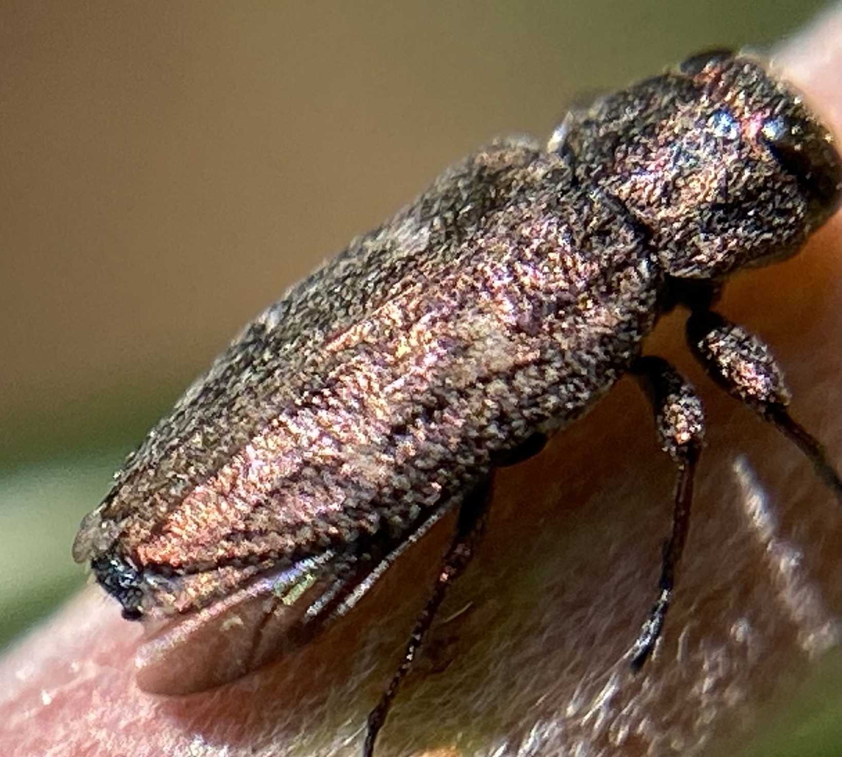 Chrysobothris mali