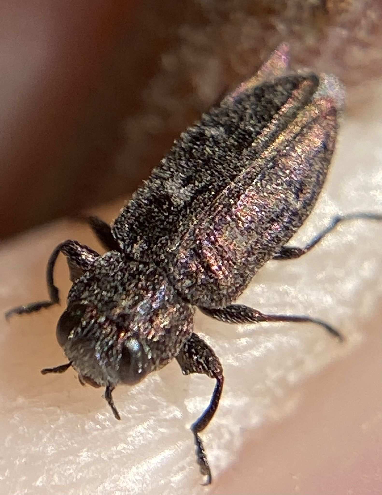 Chrysobothris mali