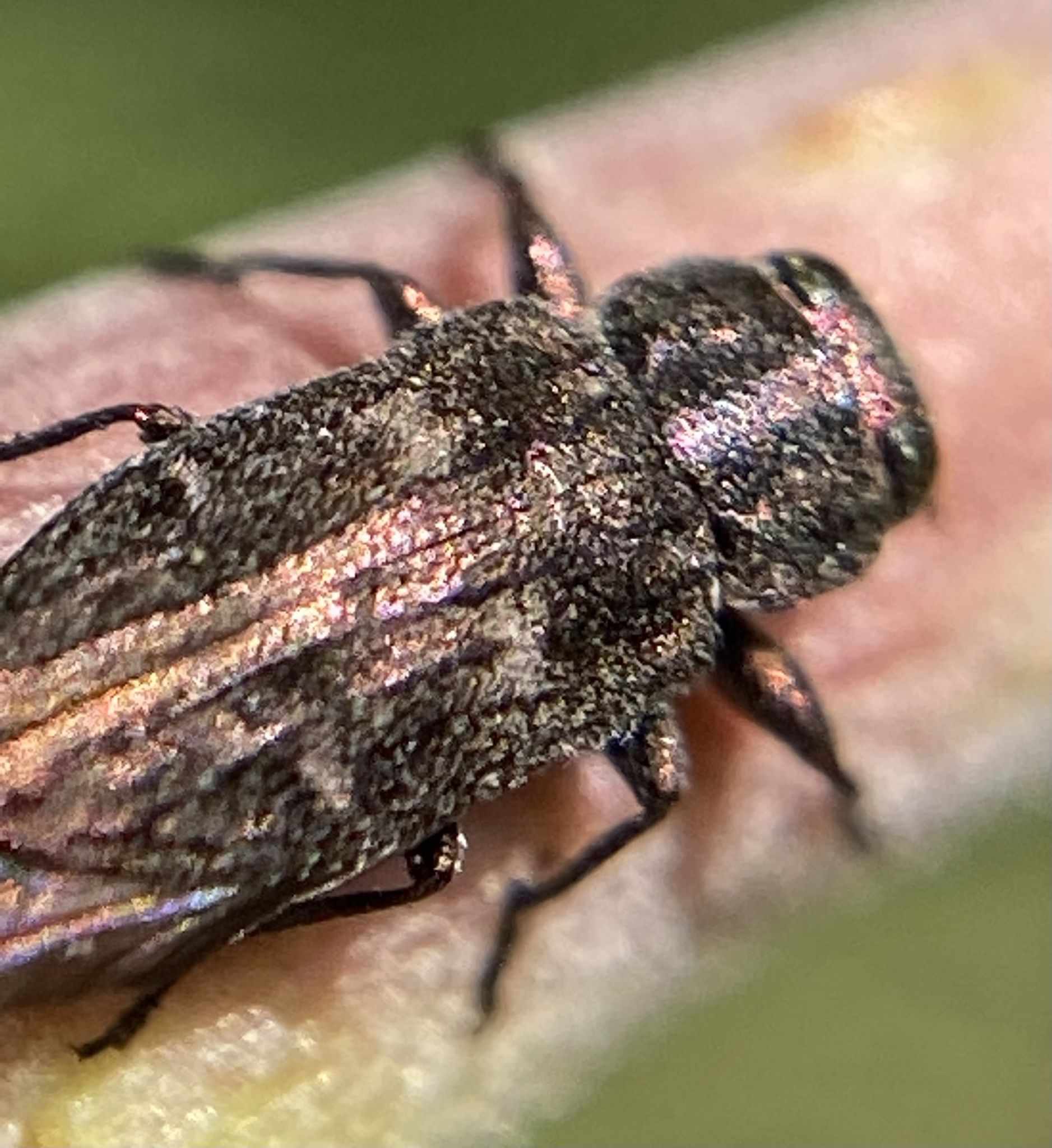 Chrysobothris mali
