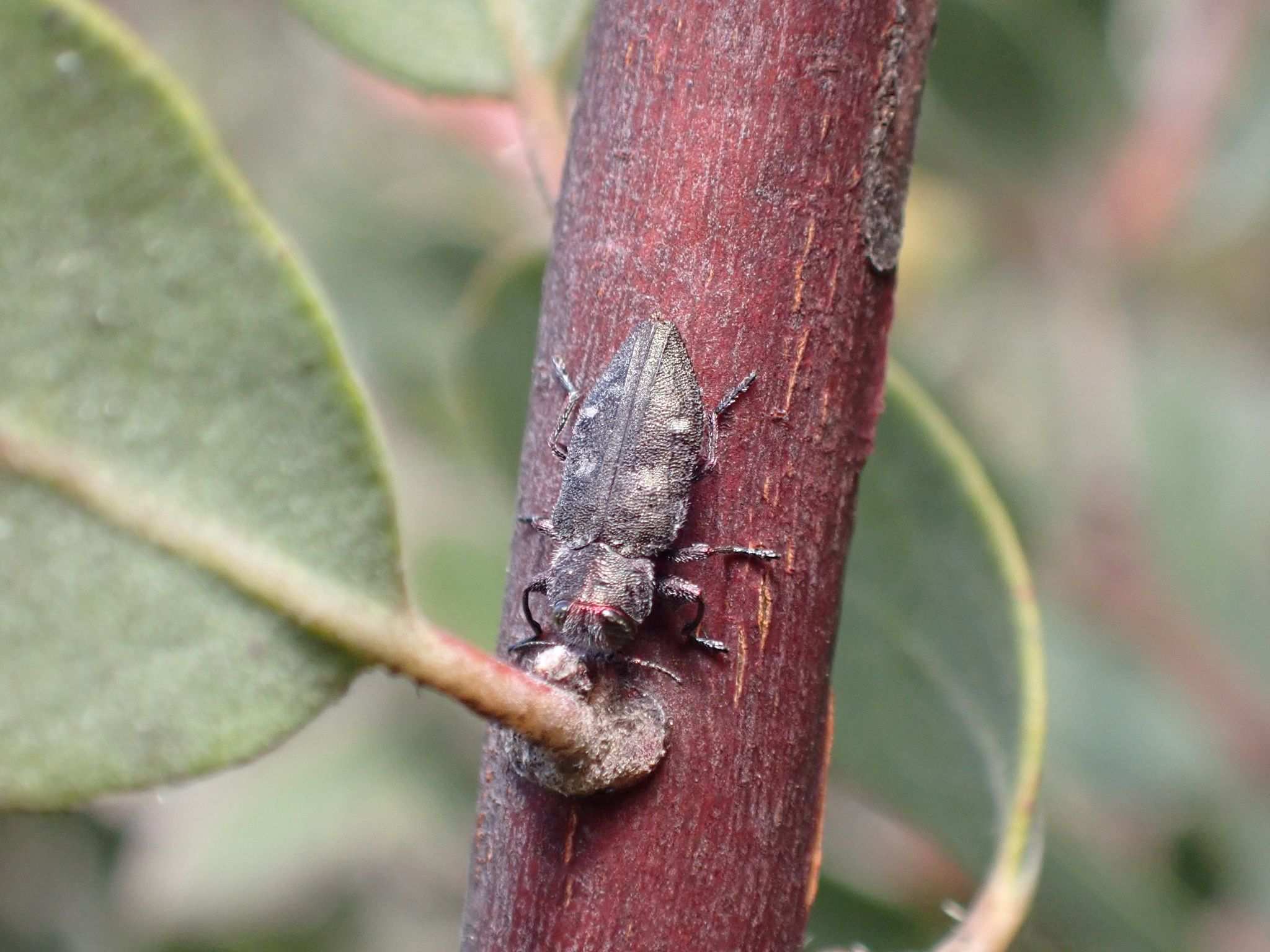Chrysobothris mali