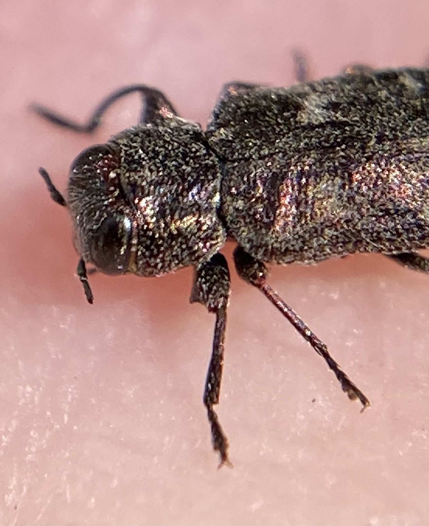 Chrysobothris mali