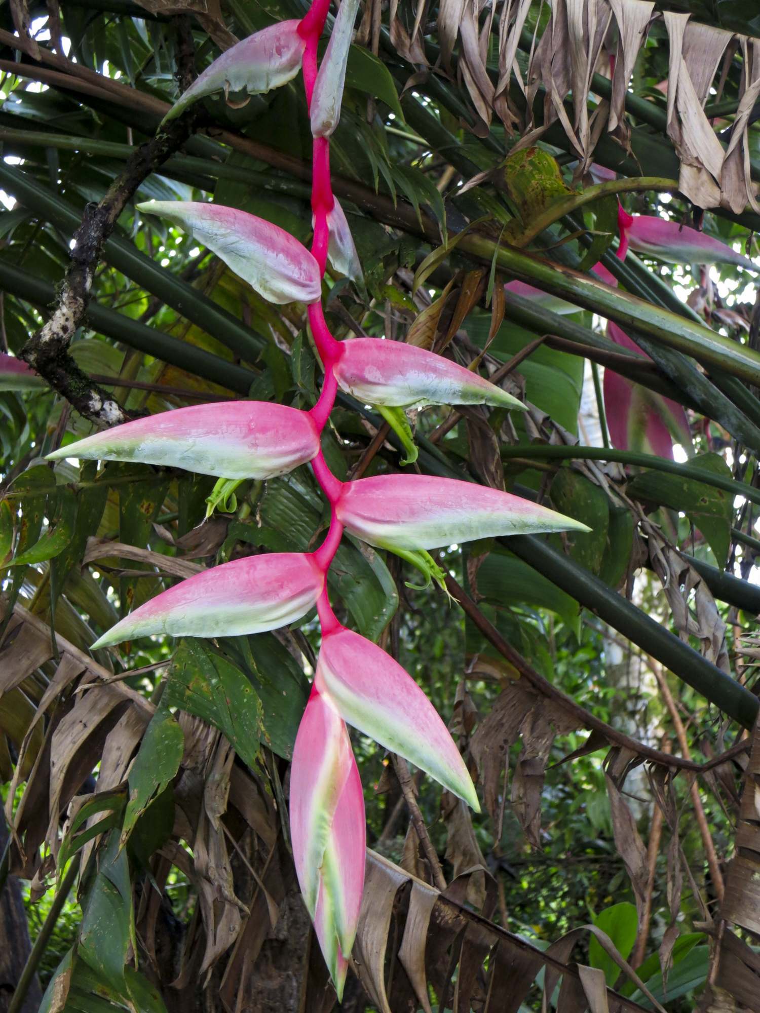 Heliconia chartacea