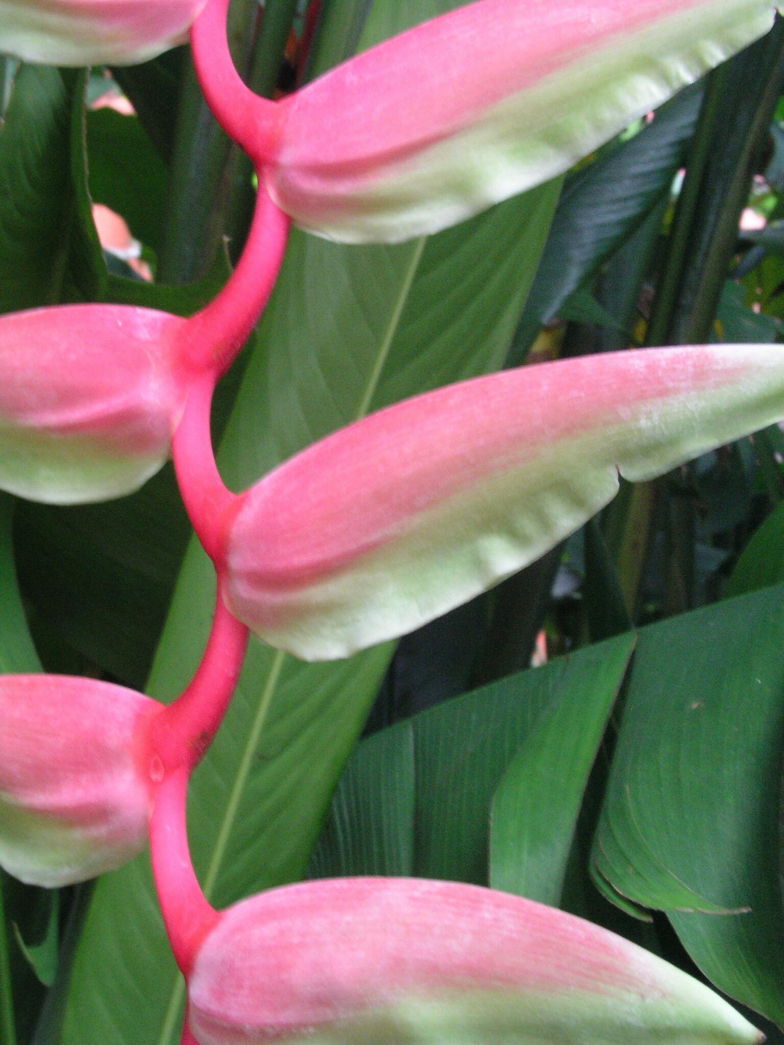 Heliconia chartacea