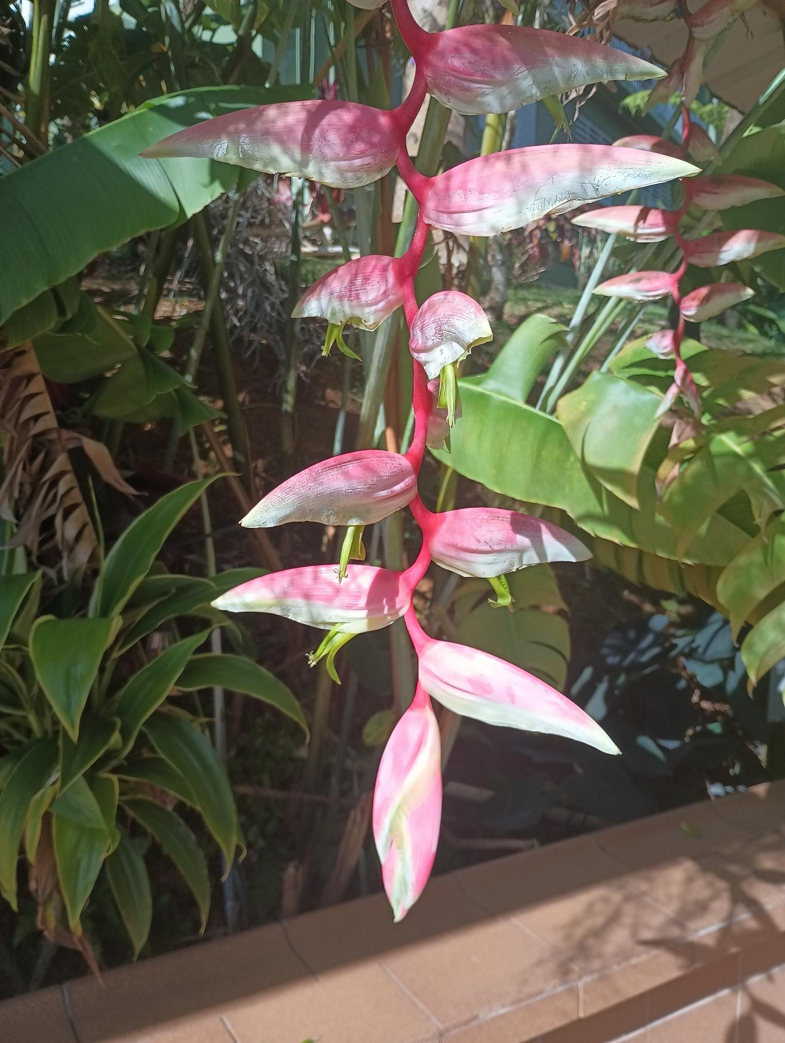 Heliconia chartacea