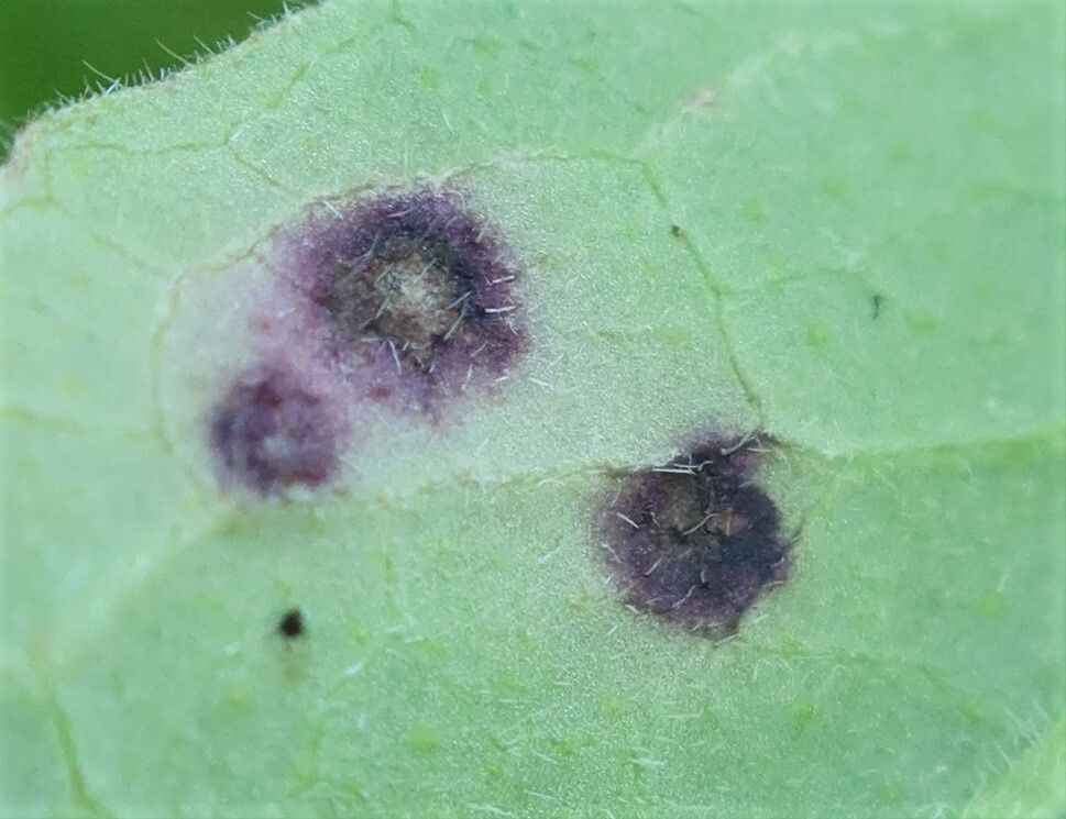 Septoria scabiosicola