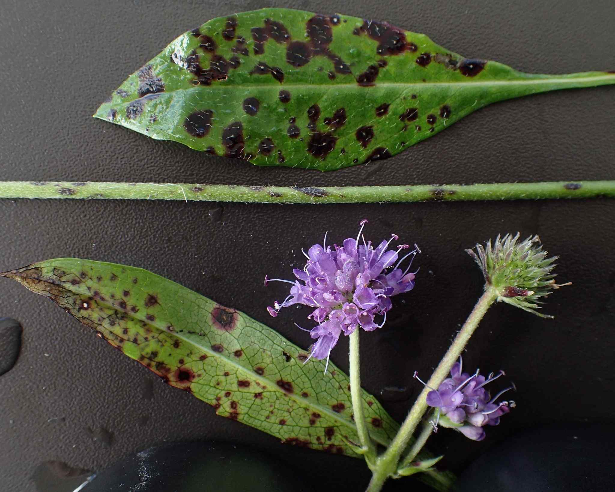 Septoria scabiosicola