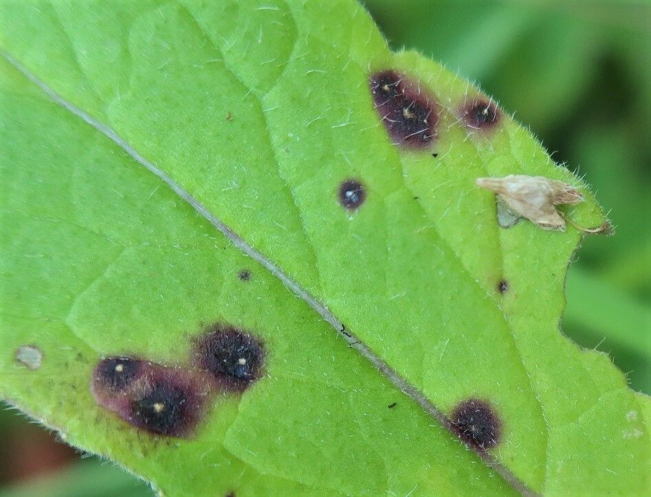Septoria scabiosicola
