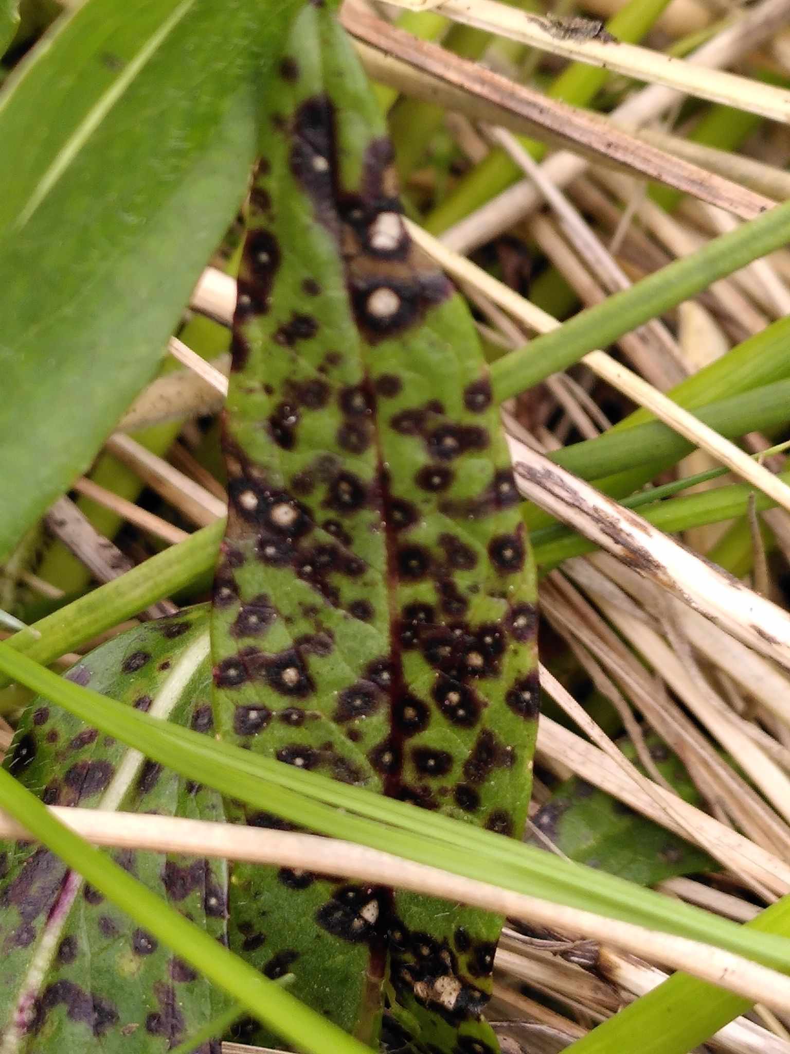 Septoria scabiosicola