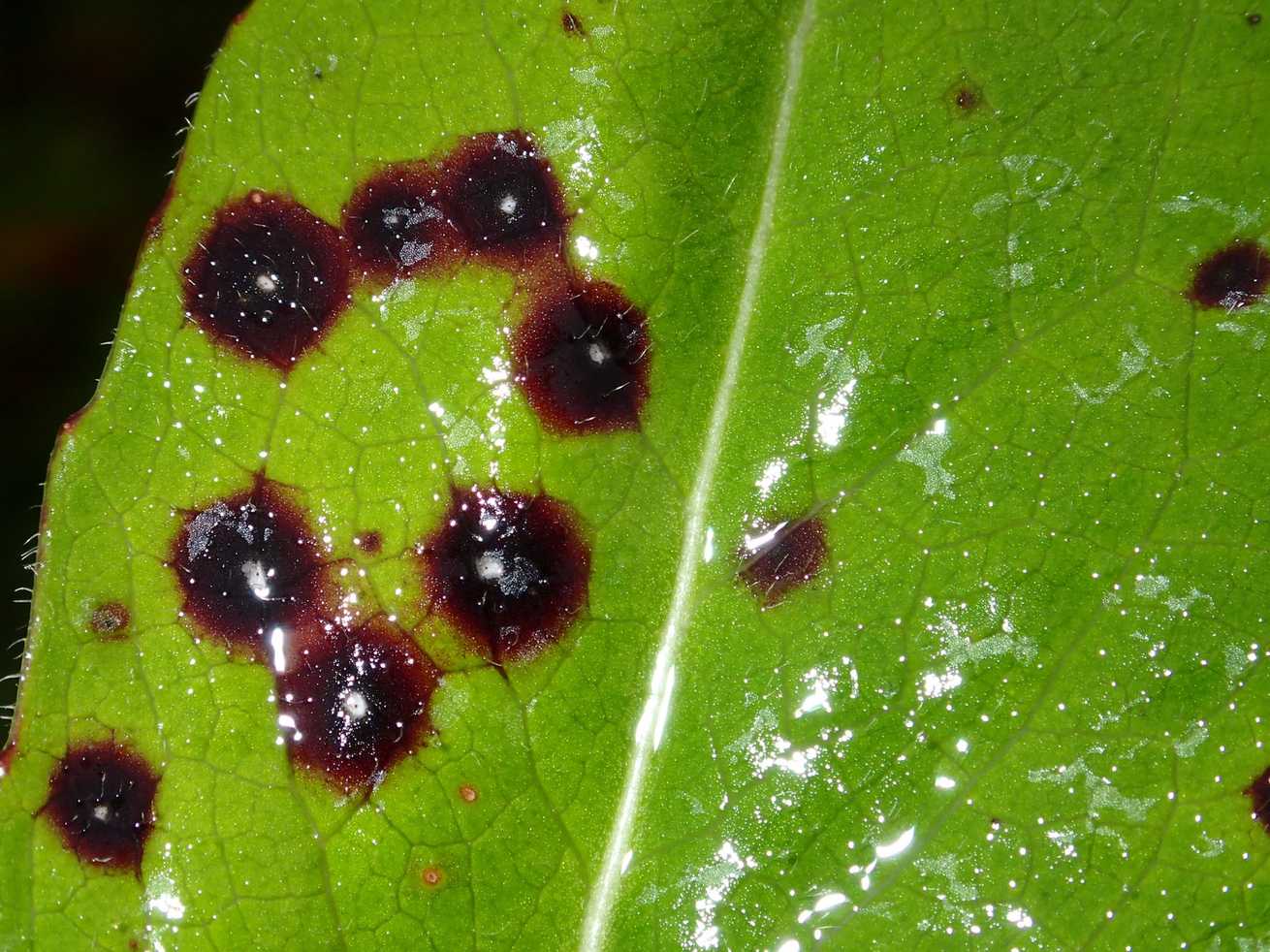 Septoria scabiosicola