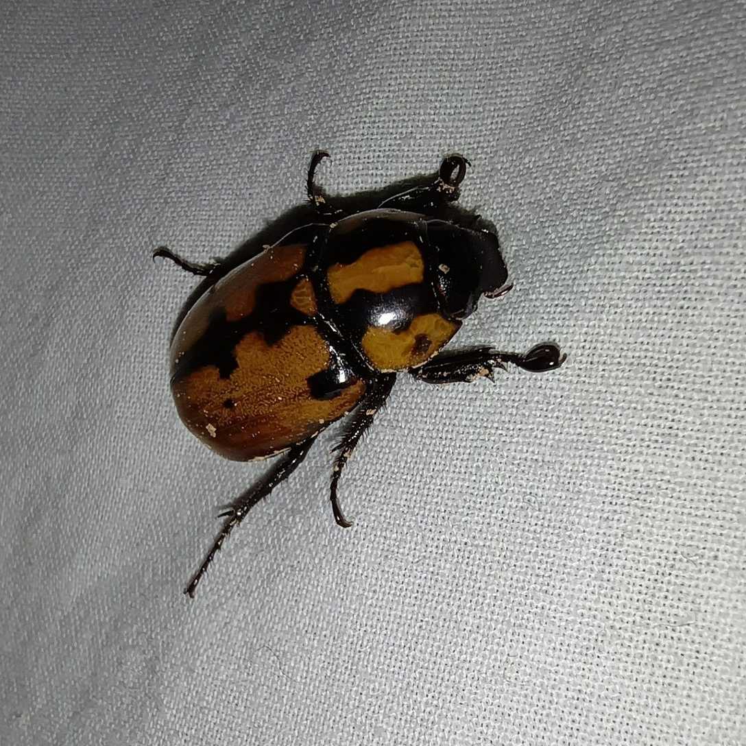 Cyclocephala mafaffa