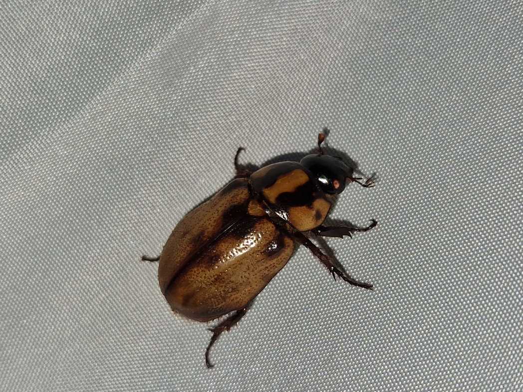 Cyclocephala mafaffa