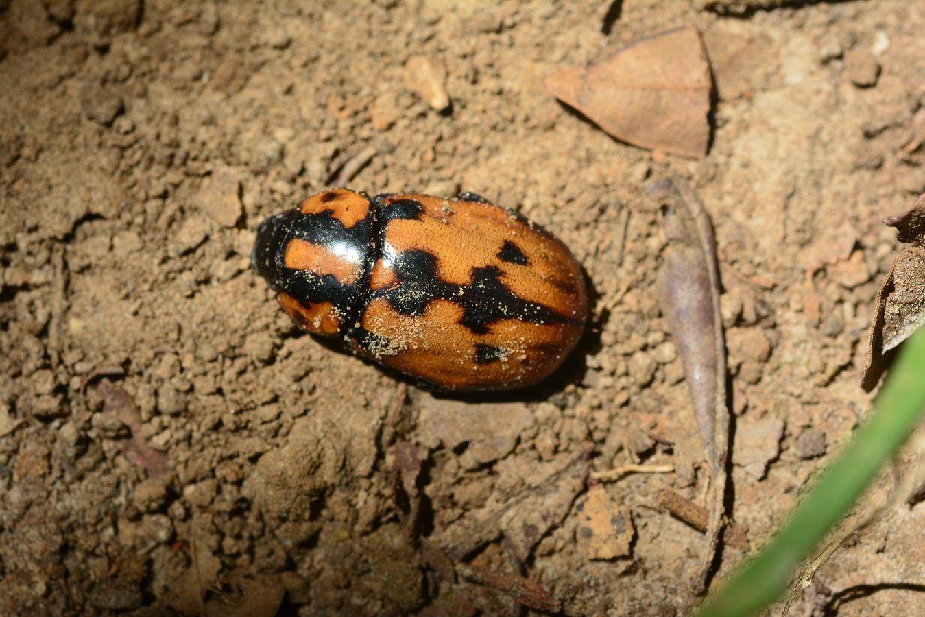 Cyclocephala mafaffa