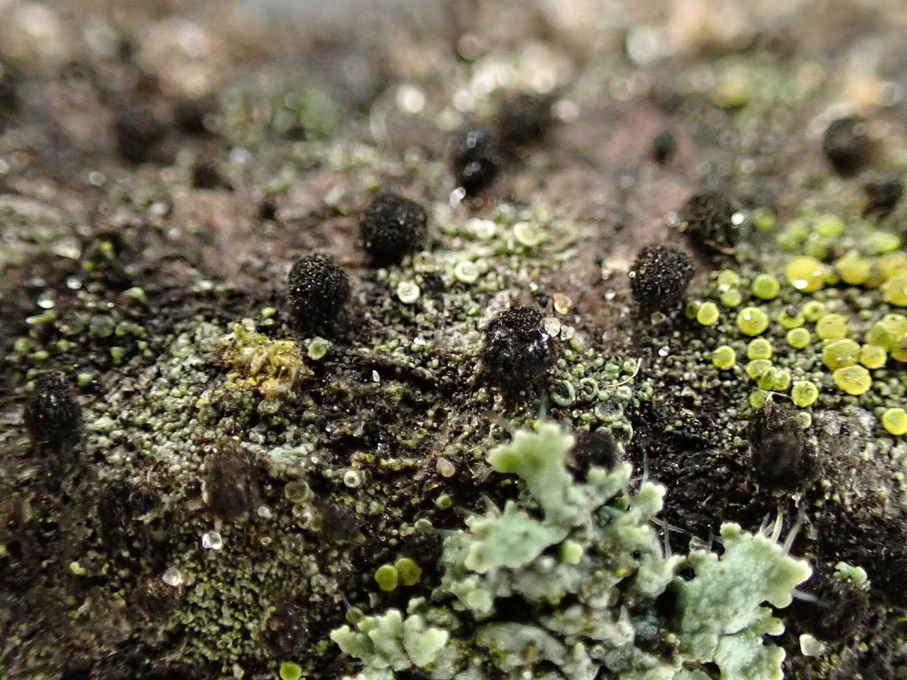 Exosporium