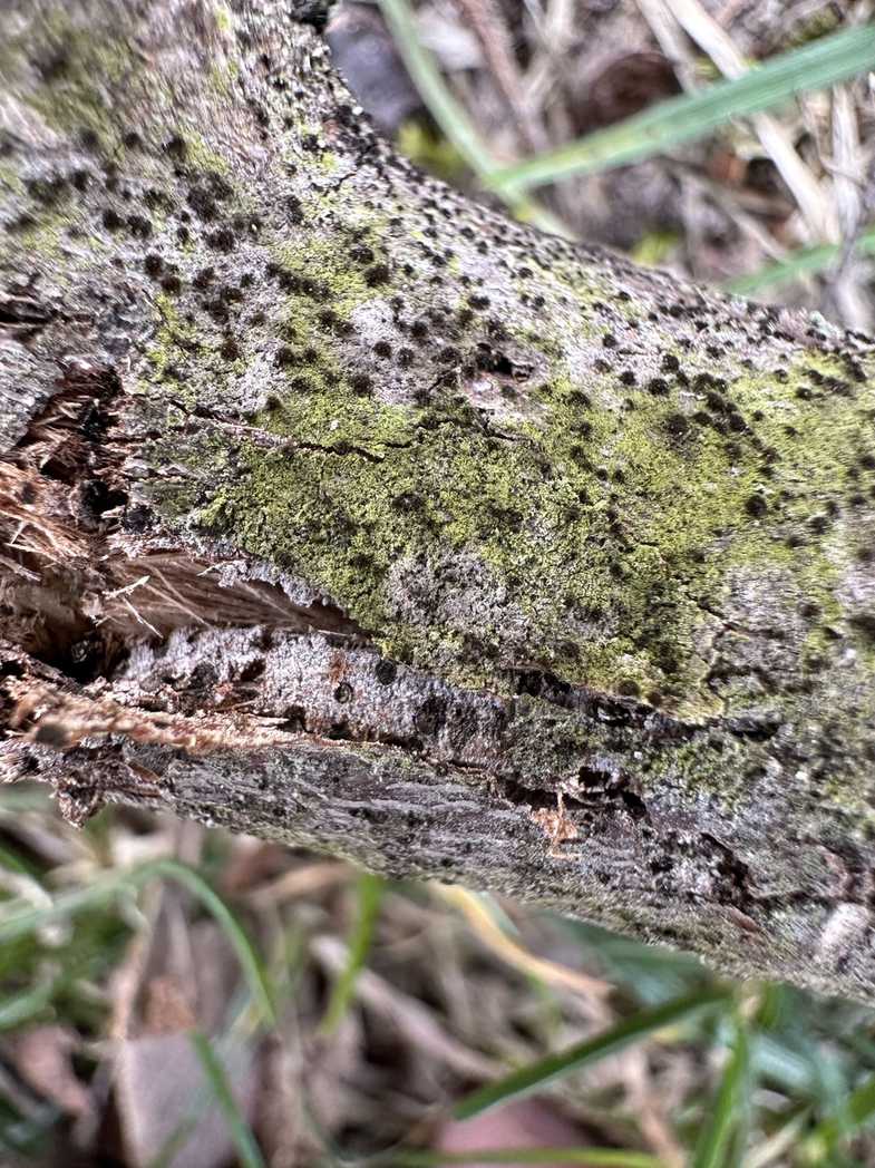 Exosporium