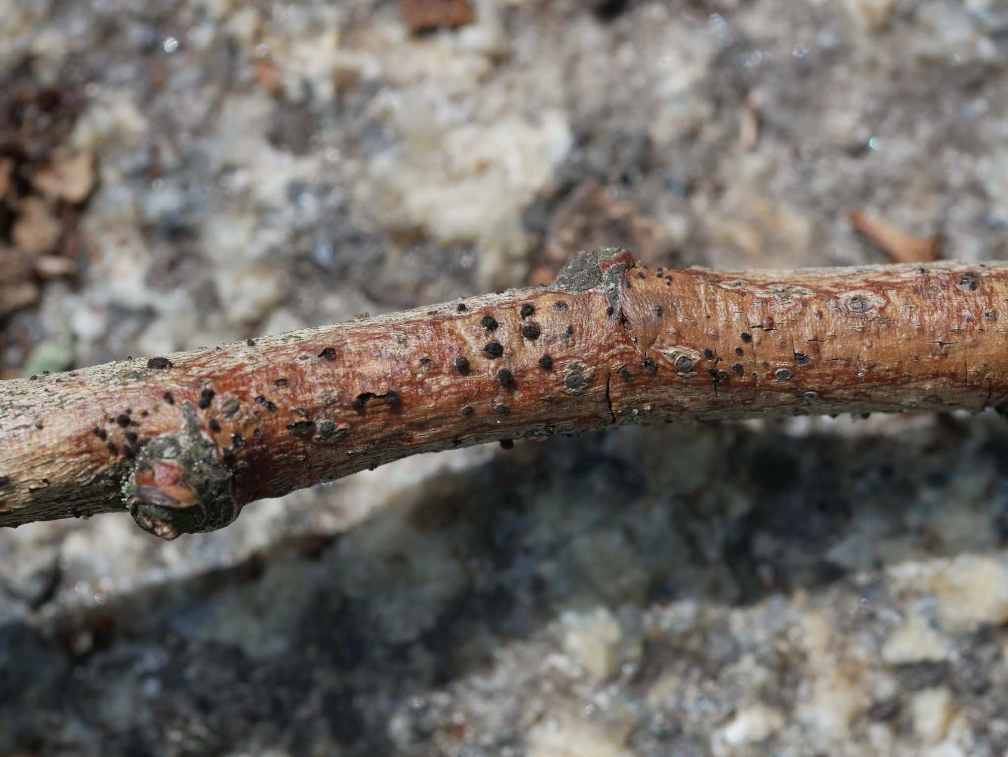 Exosporium