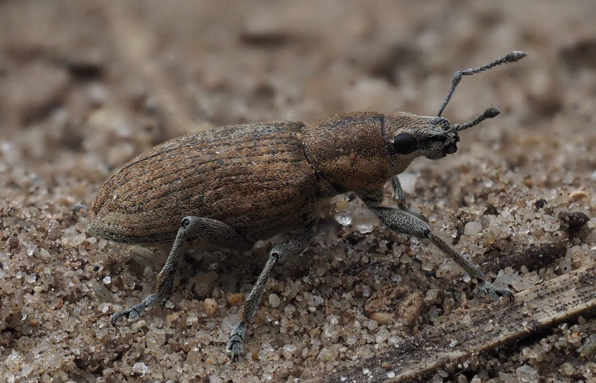 Tanymecus