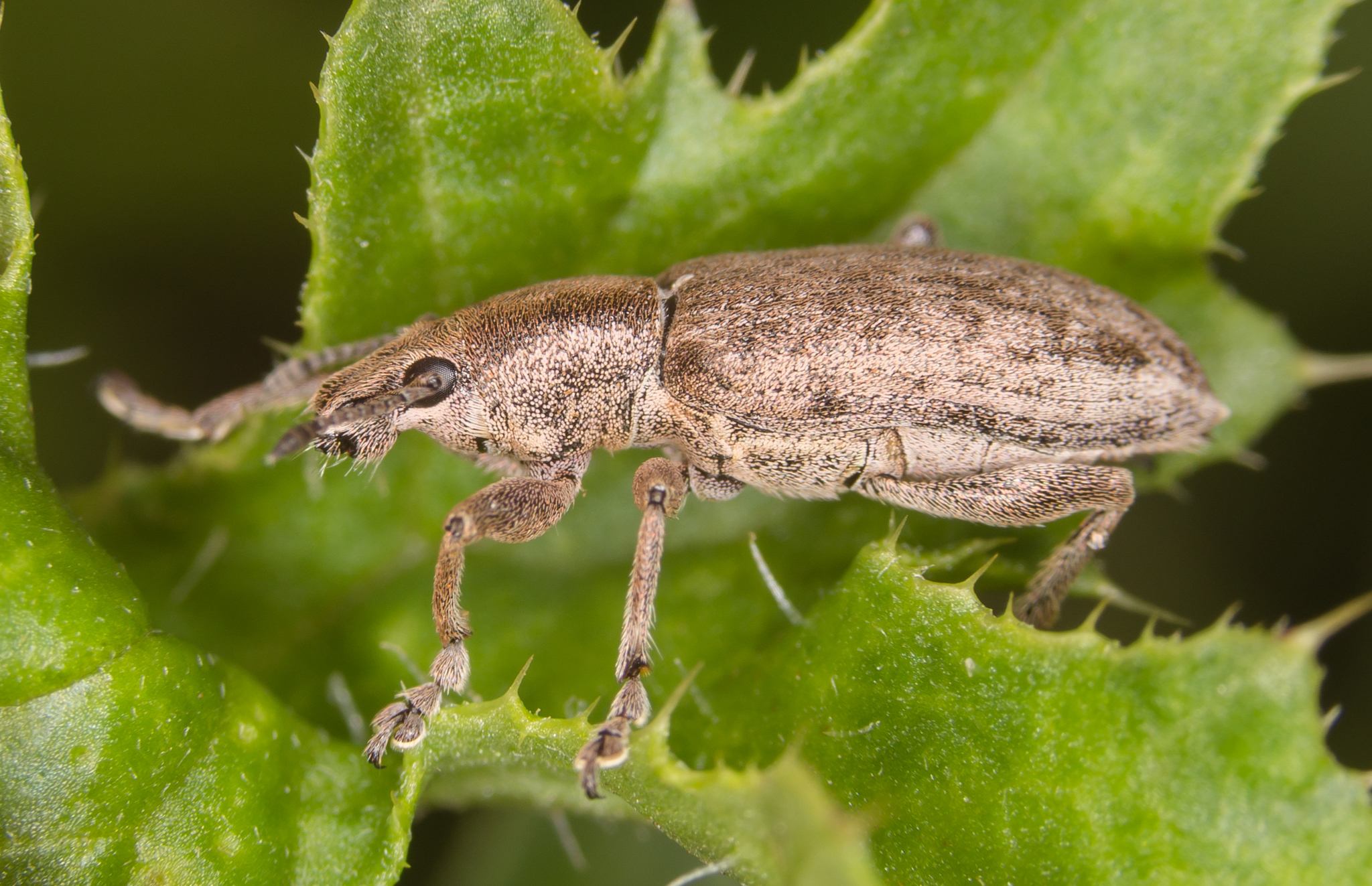 Tanymecus