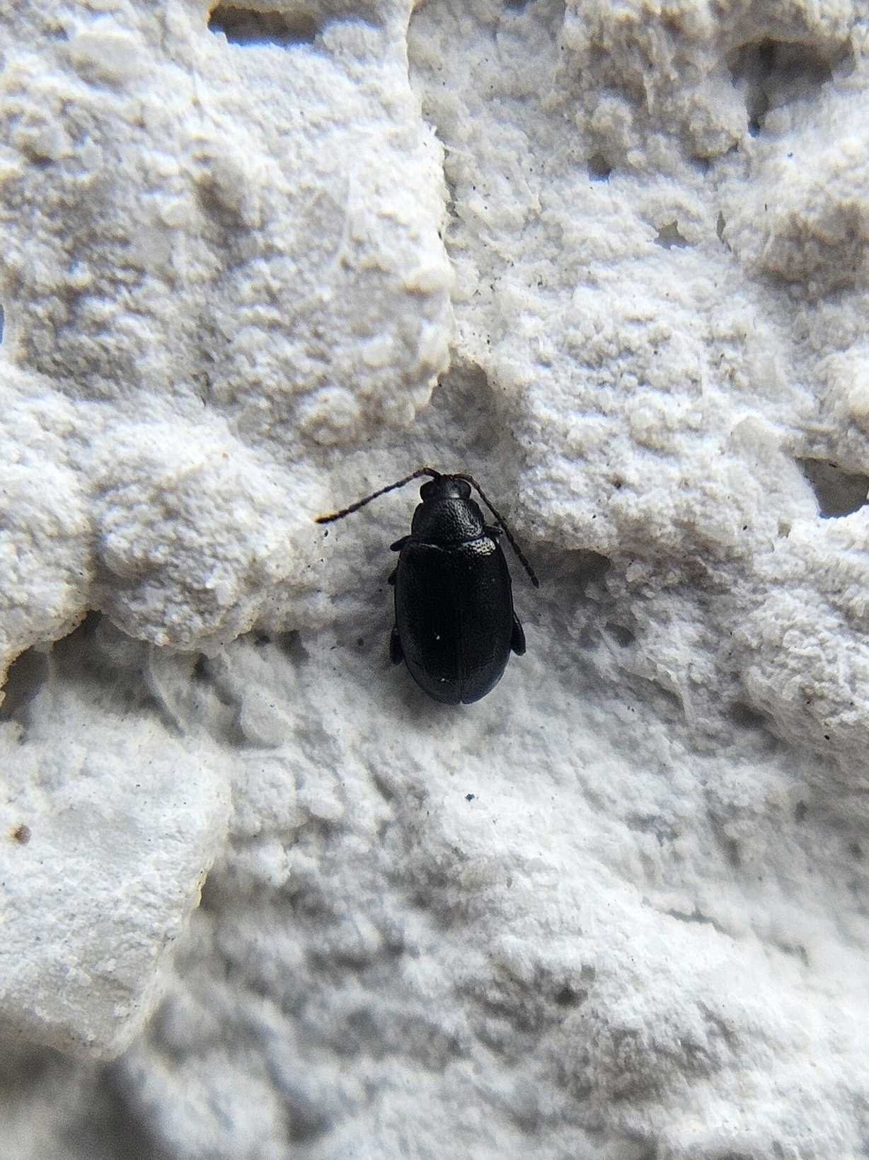 Phyllotreta atra