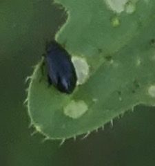 Phyllotreta atra