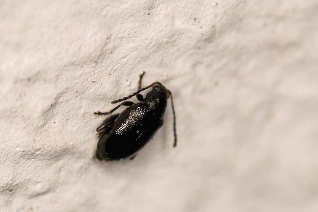 Phyllotreta atra