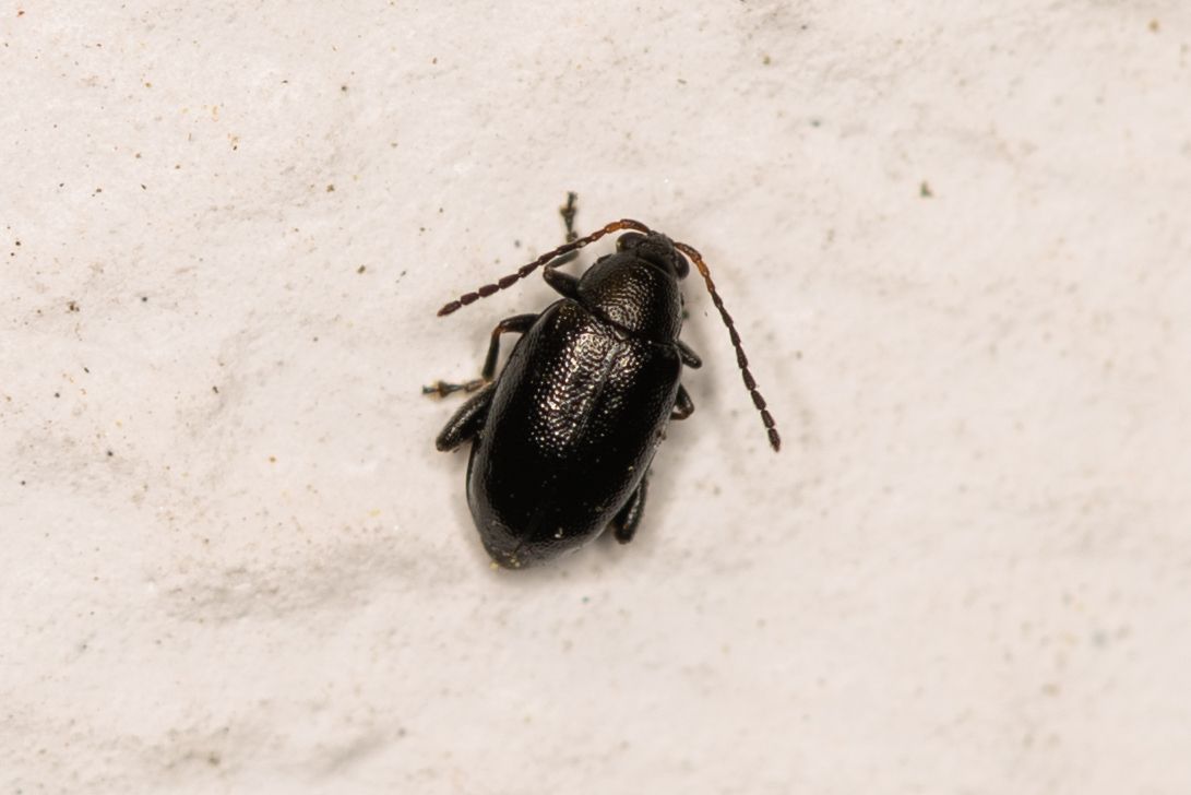 Phyllotreta atra