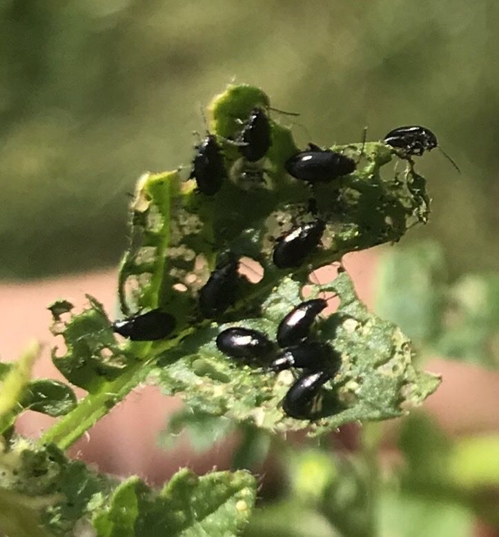 Phyllotreta atra
