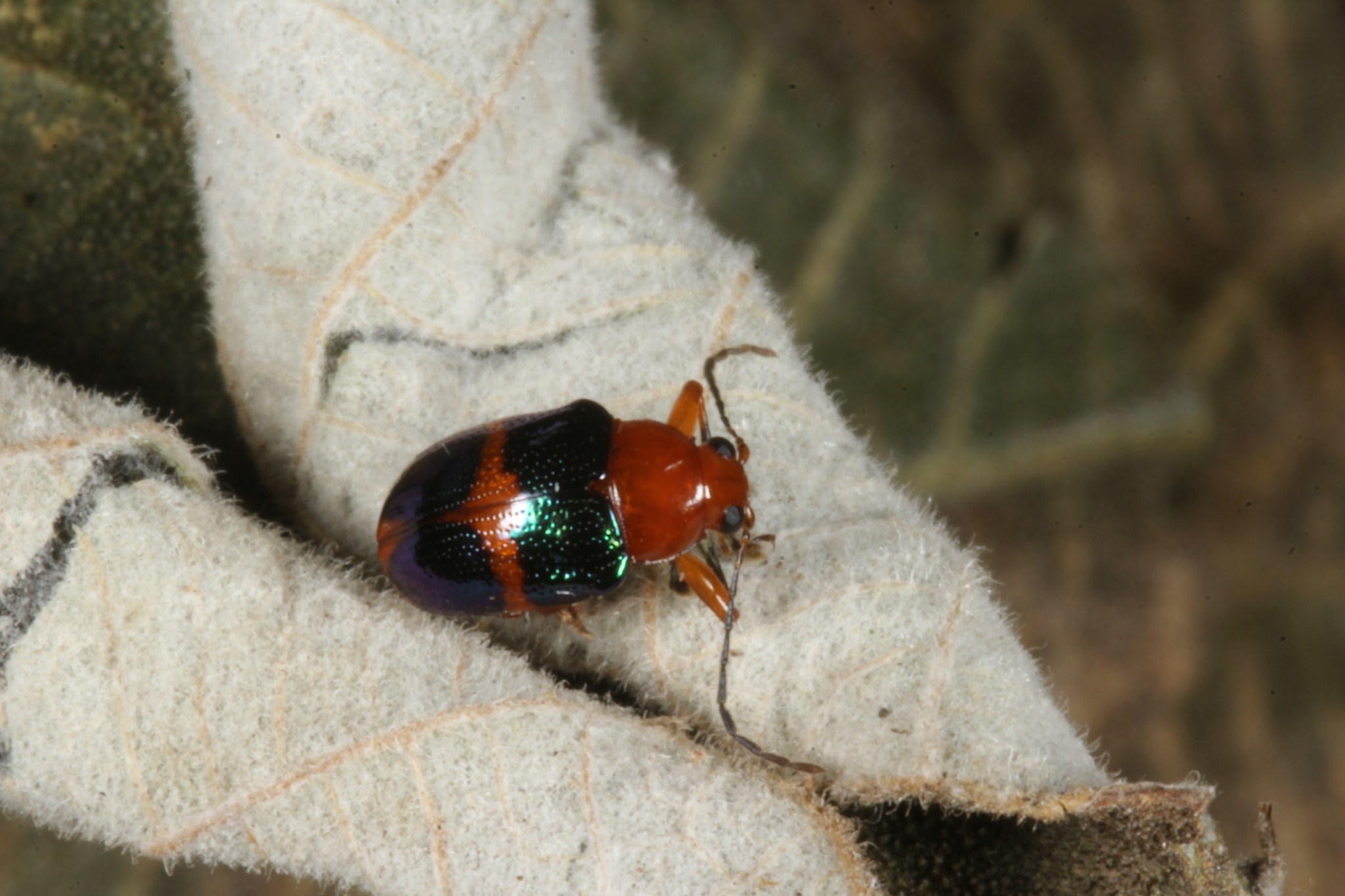 Chalcophana
