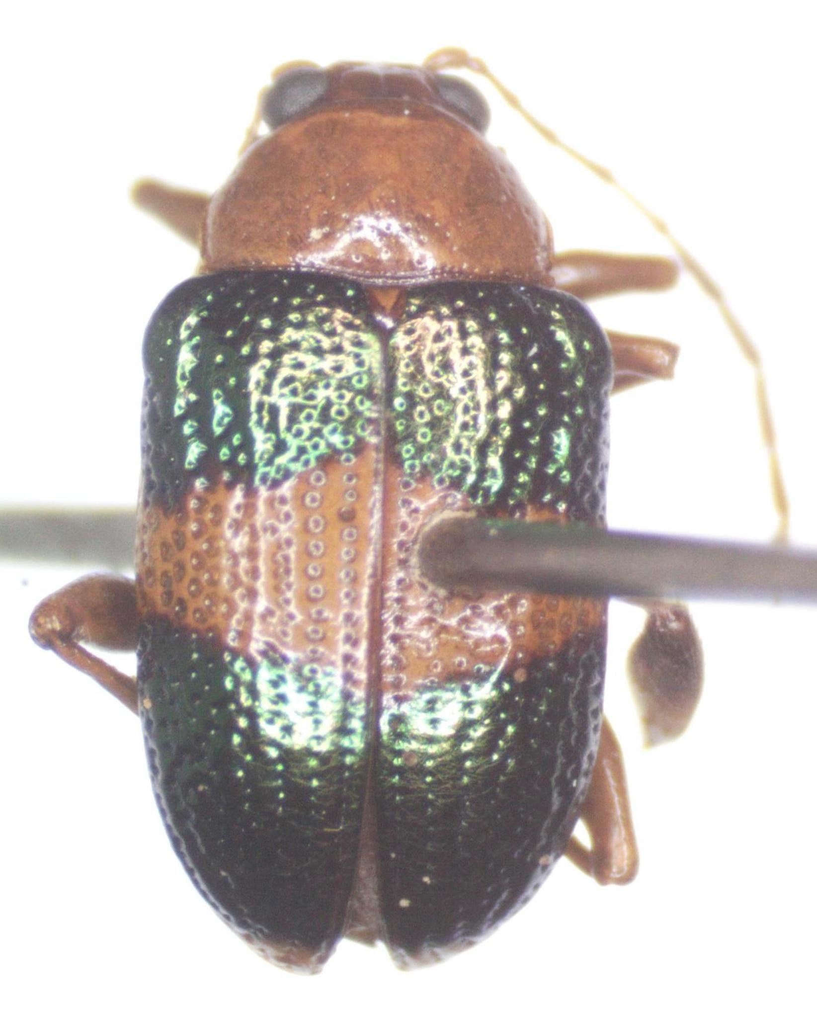 Chalcophana