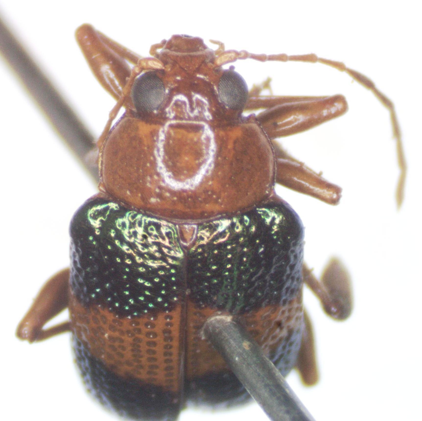 Chalcophana