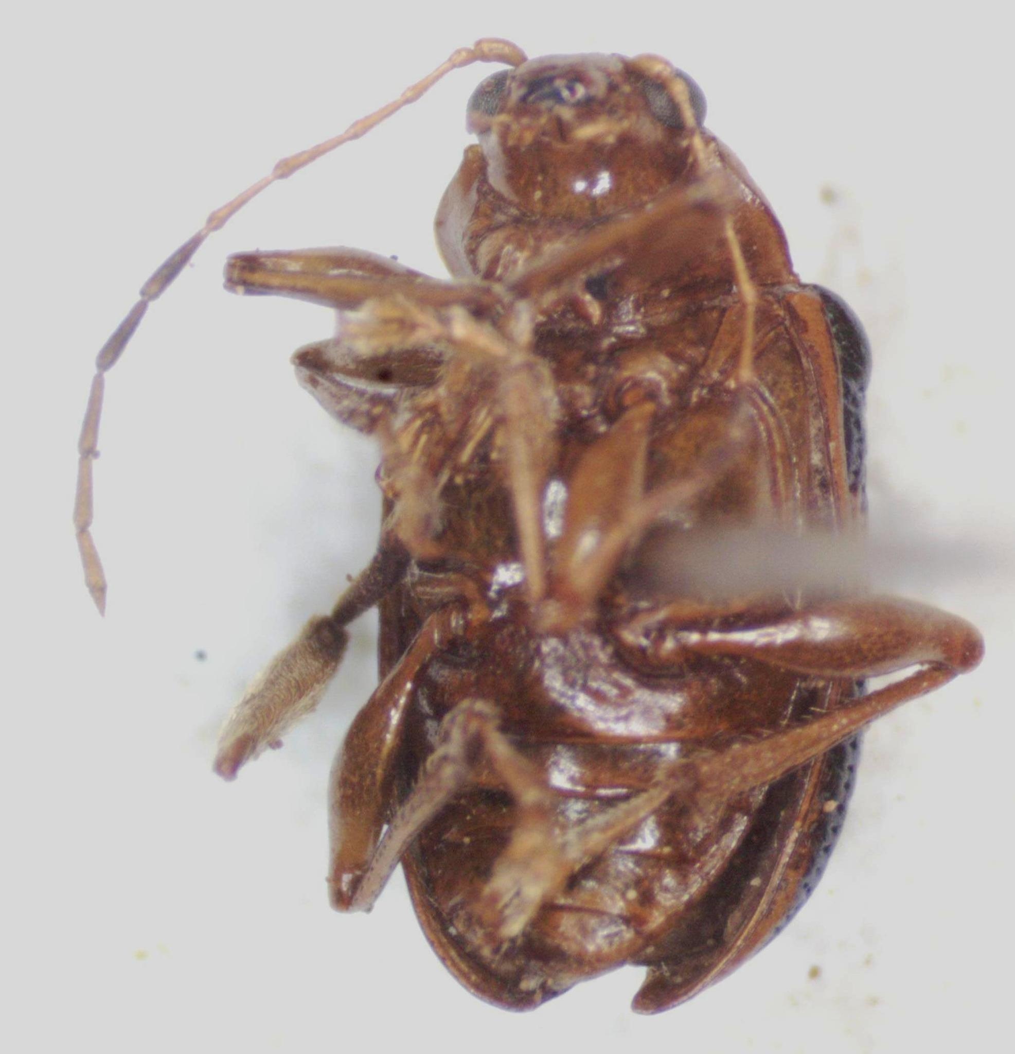 Chalcophana