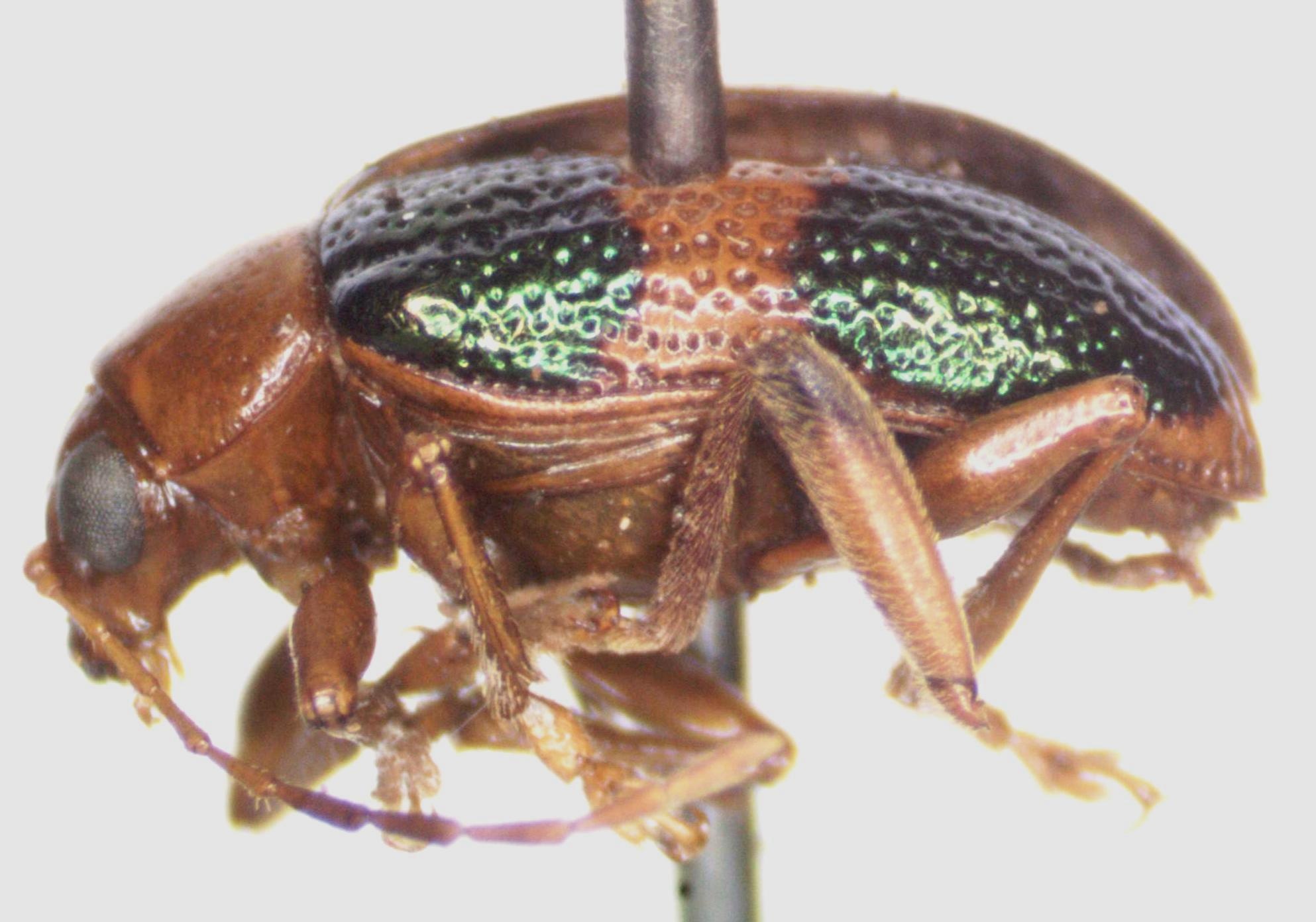 Chalcophana