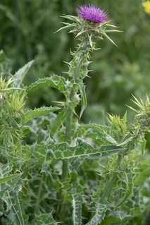 Silybum marianum