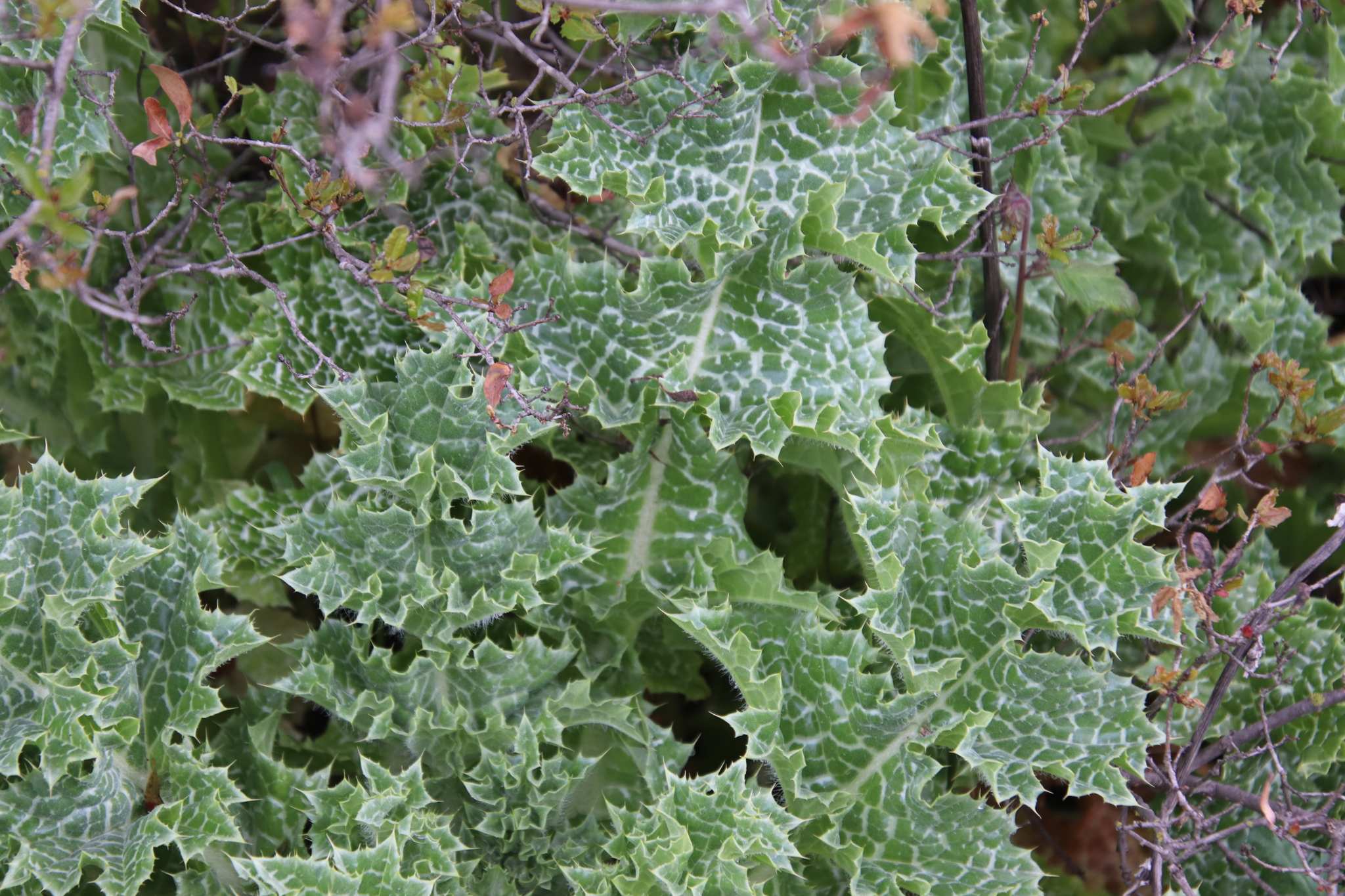 Silybum marianum