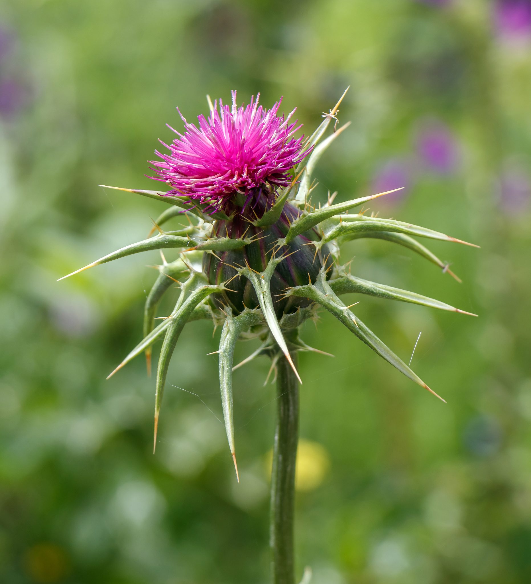 Silybum marianum