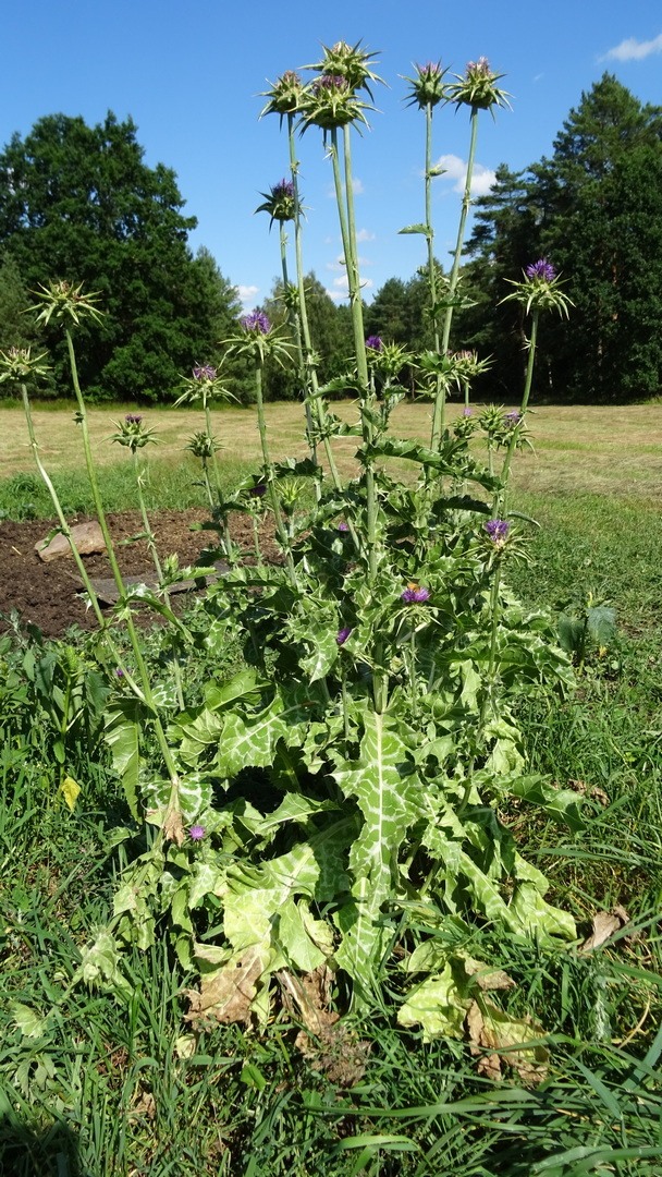 Silybum marianum